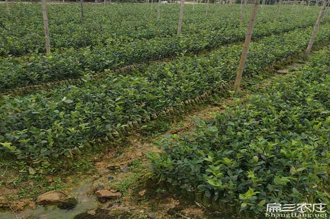 雙柏中西部北方南方武 雙柏中西部北方南方武