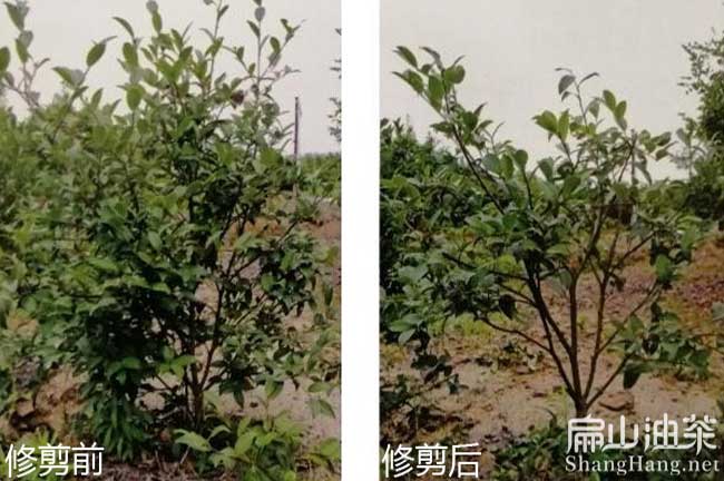 油茶修剪問(wèn)題