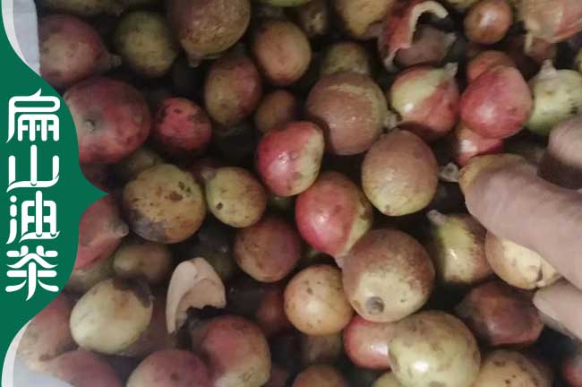 油茶開(kāi)花