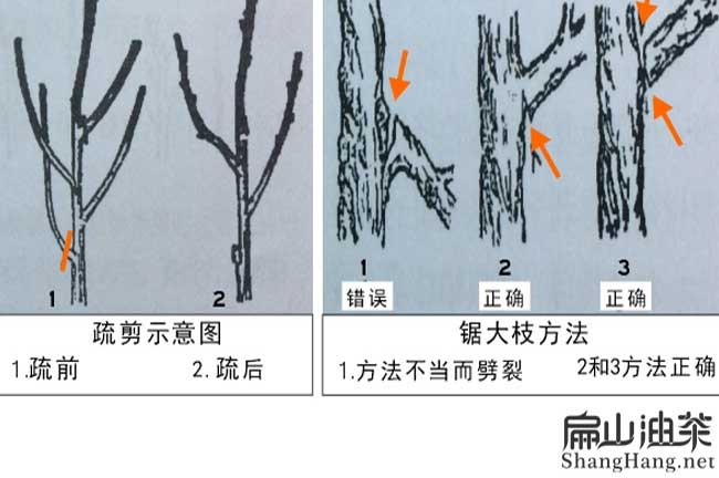 油茶修剪方法