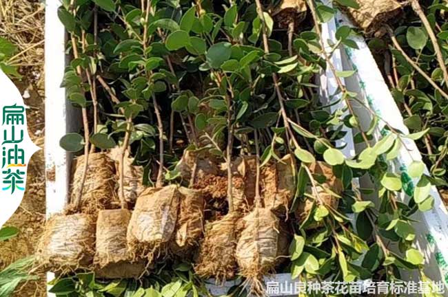 洛陽(yáng)2年油茶苗批發(fā)