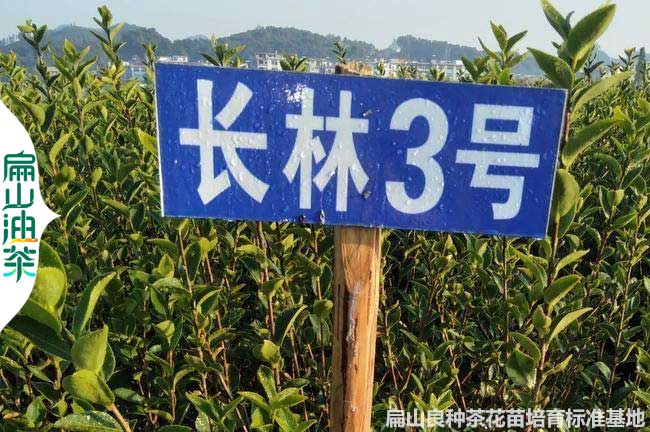 萍鄉(xiāng)長林3號(hào)油茶苗