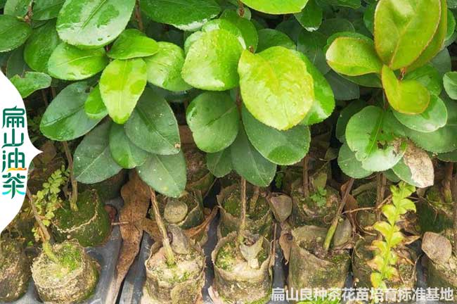 江蘇岑溪軟枝油茶苗批發(fā)多少錢一株 長(zhǎng)林岑軟3號(hào)2號(hào)嫁接苗