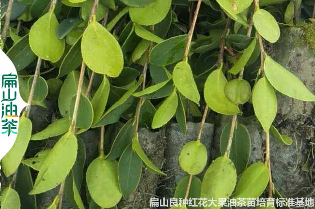 濮陽(yáng)油茶小杯苗批發(fā)
