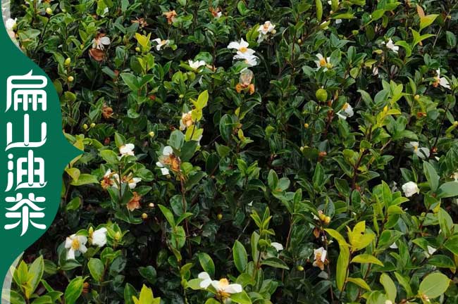 邵陽(yáng)油茶苗培育