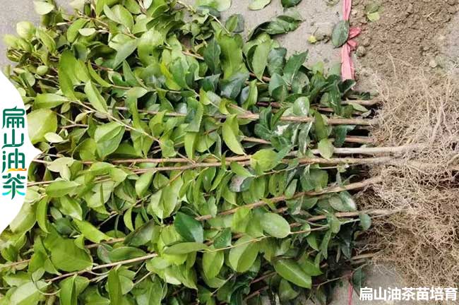 1年生 內(nèi)江油茶苗.四川批發(fā)價格.內(nèi)江茶葉苗培育 2年小杯苗