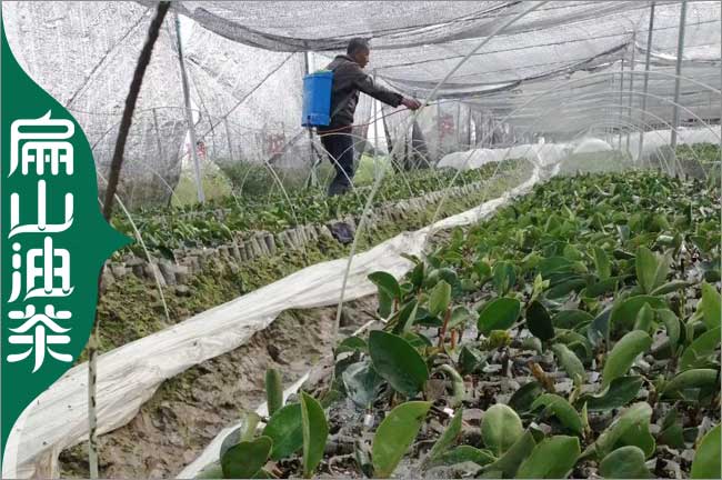 早茶 湖南1年油茶苗培育 湖南碧螺春奶白茶葉苗大批發(fā)40CM