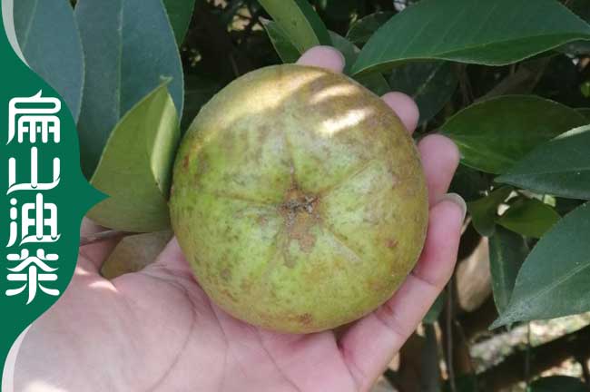 有三明軟枝大果紅花油茶苗 福建三明早綠茶龍井茶葉苗9-30CM