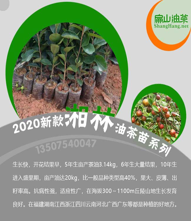 福建湘林茶樹(shù)苗