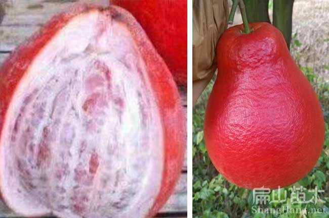 武夷山柚子樹種植