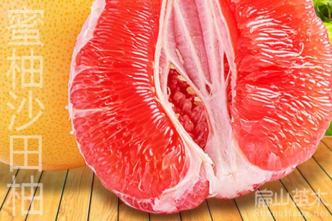 廣西紅皮柚子種植