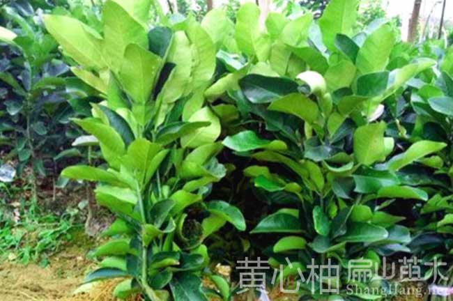 南寧紅皮柚子樹(shù)苗
