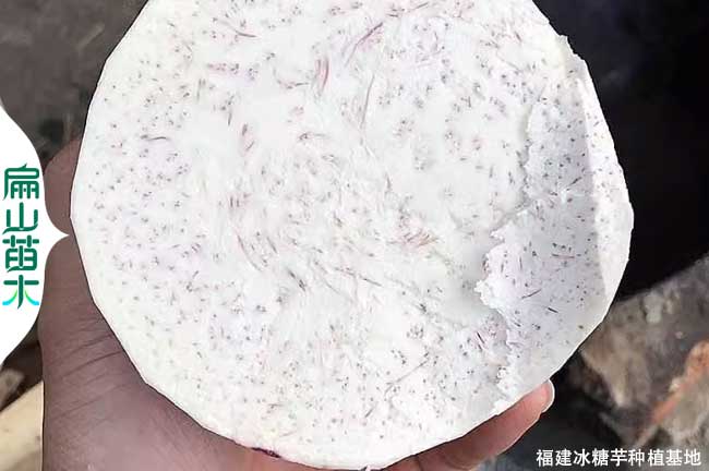 [冰糖芋頭種植基地]龍巖檳榔芋批發(fā)價 寧德福州三明南平5斤