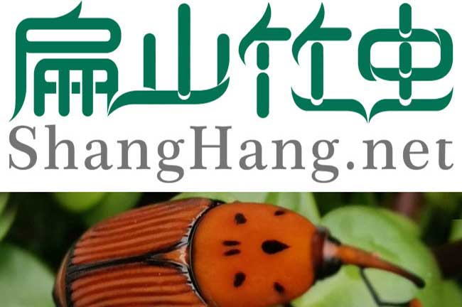 河池竹蟲(chóng)養(yǎng)殖基地 河池竹蟲(chóng)種苗批發(fā)價(jià)錢(qián)多少錢(qián)一對(duì)-扁山竹蟲(chóng)