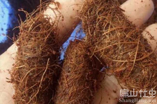 福建竹蟲養(yǎng)殖
