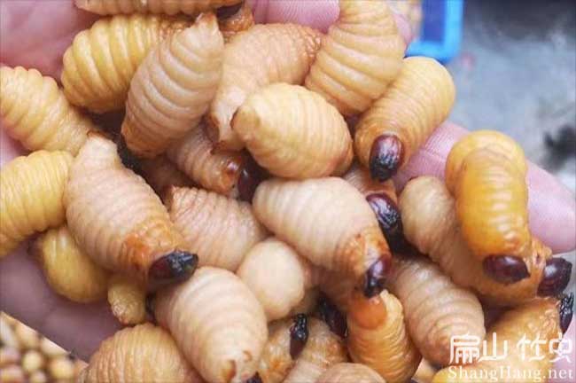 融安竹蟲價(jià)格