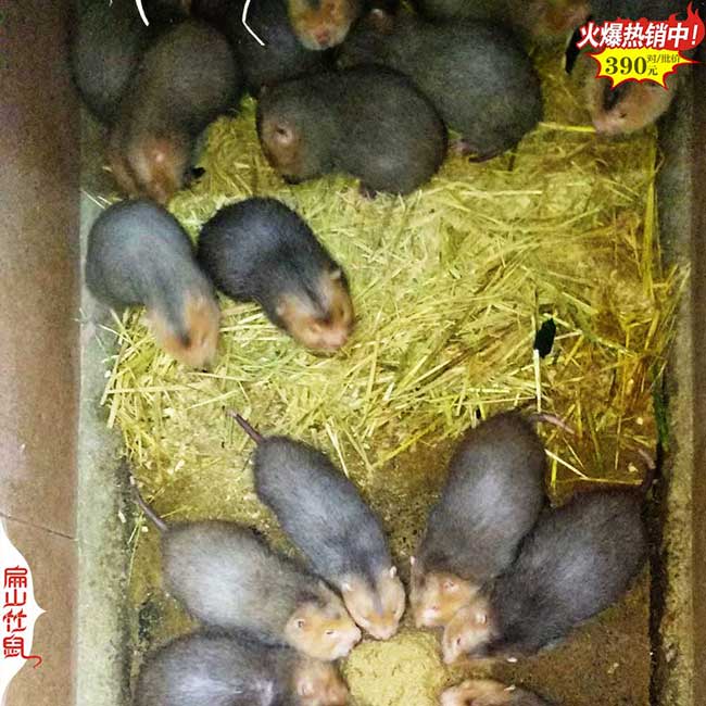2024年2月廣東茂名DA江門竹鼠養(yǎng)殖場(chǎng) 基地竹鼠種苗6-8兩/只