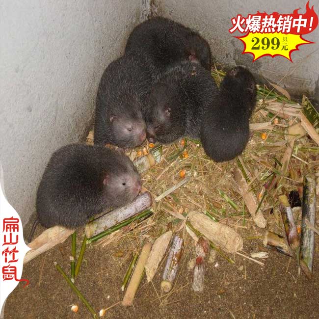 食物鏈 清遠(yuǎn)竹鼠養(yǎng)殖基地 潮州繁殖場 養(yǎng)殖池茅草根像草竹子