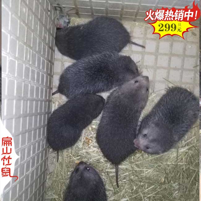 中國竹鼠養(yǎng)殖網(wǎng)