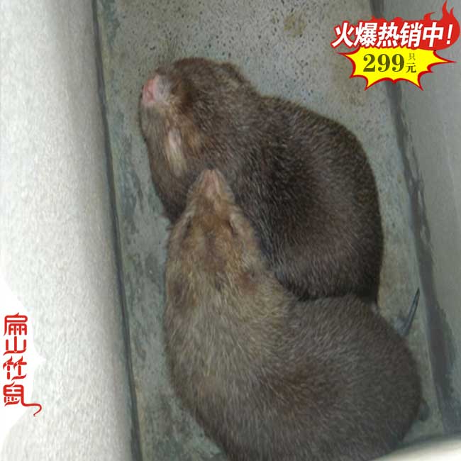 襄陽(yáng)中華竹鼠種苗