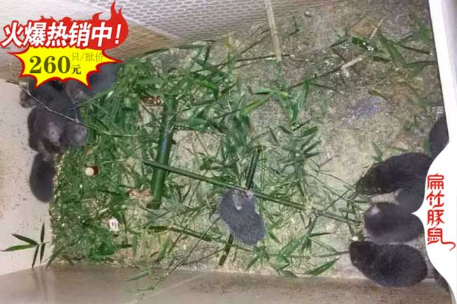 天津竹鼠養(yǎng)殖