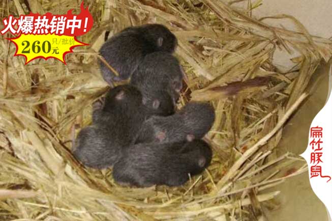 百色竹鼠養(yǎng)殖
