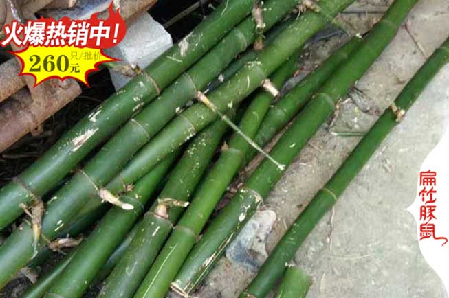 湘鄉(xiāng)竹鼠養(yǎng)殖場