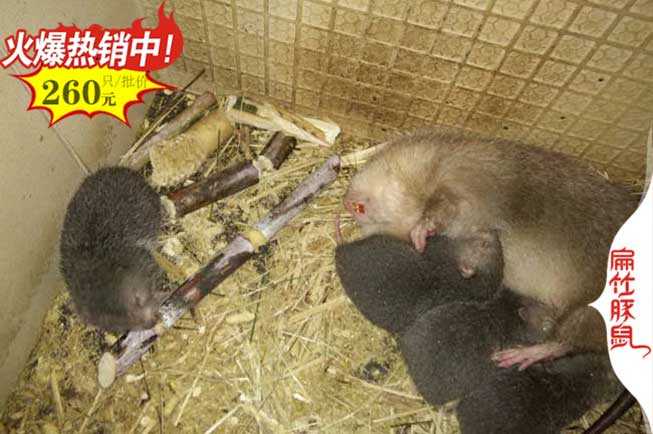 紹興竹鼠養(yǎng)殖 紹興竹鼠養(yǎng)殖