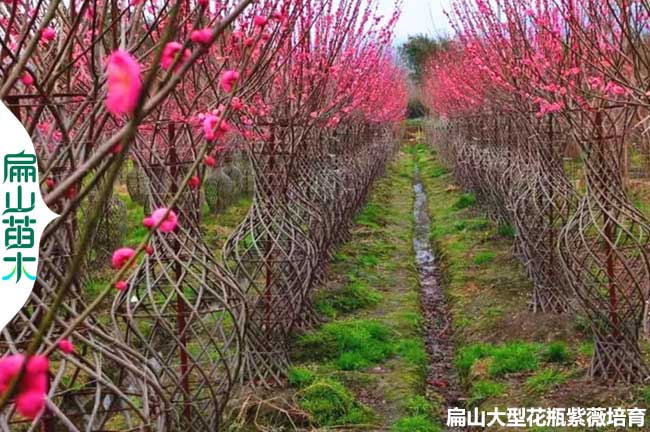 廣東紫薇花瓶批發(fā)
