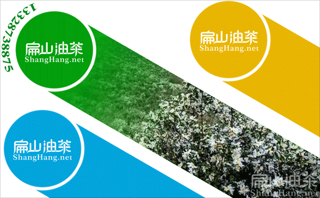 景德鎮(zhèn)油茶種植