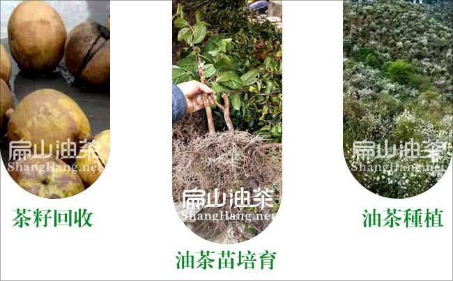油茶種植技術(shù)