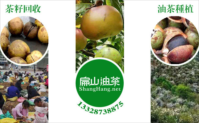 宜春油茶苗批發(fā)