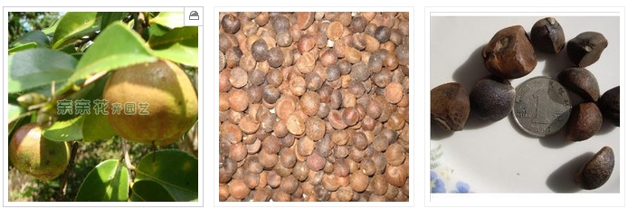 2013油茶一畝產(chǎn)多少斤茶油?
