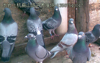 龍巖鴿子養(yǎng)殖場