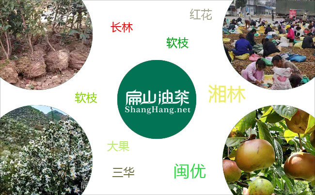 中國油茶基地