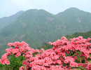 扁山貴妃雞養(yǎng)殖場遠景