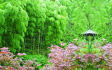 龍巖上杭扁山貴妃雞養(yǎng)殖場-竹林美景
