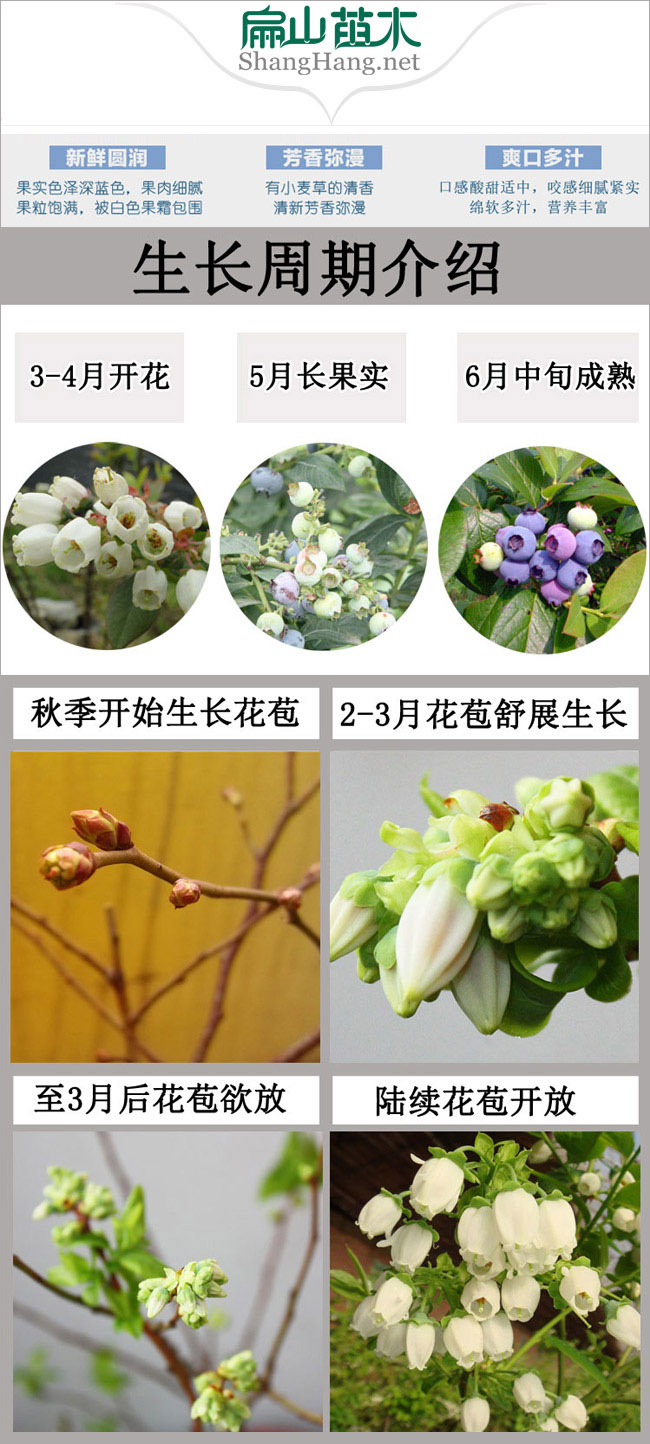 藍(lán)莓生長周期介紹
