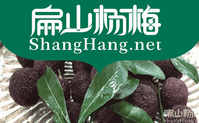 婁底楊梅苗品種：大黑炭東魁楊梅水晶楊梅苗批發(fā)-扁山油茶
