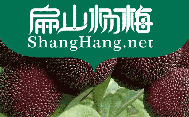 益陽(yáng)東魁楊梅苗種植基地 益陽(yáng)東魁楊梅苗批發(fā)價(jià)-扁山油茶
