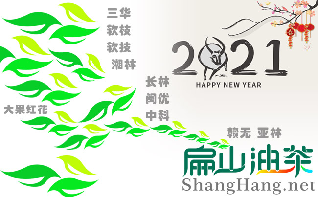 油茶苗品種有哪些比較好高產(chǎn)新改良畝產(chǎn)量100多斤-扁山油茶
