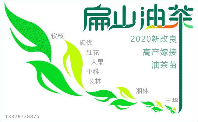 扁山油茶苗品種 扁山油茶苗品種