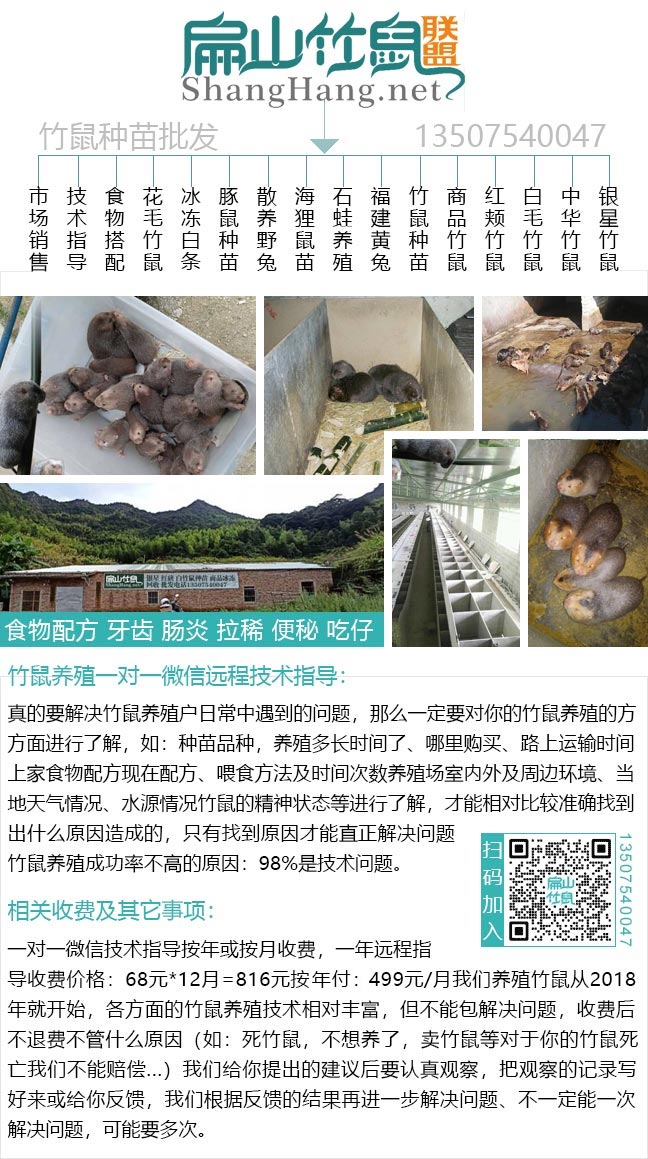 龍巖竹鼠養(yǎng)殖技術(shù)及批發(fā)
